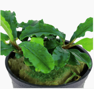 Bucephalandra Pygmaea 'Bukit Kelam'