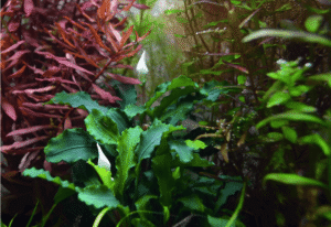 Bucephalandra Pygmaea 'Bukit Kelam'