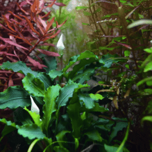 Bucephalandra Pygmaea 'Bukit Kelam'