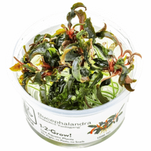 Captura de Pantalla 2025-04-11 a la(s) 17.16.58 Bucephalandra 'Kedagang'