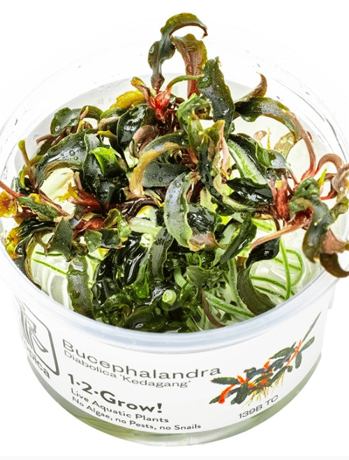 Bucephalandra 'Kedagang'