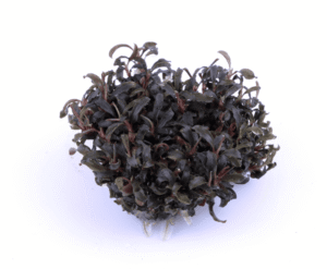 Captura de Pantalla 2025-04-11 a la(s) 17.17.04 Bucephalandra 'Kedagang'