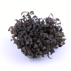 Captura de Pantalla 2025-04-11 a la(s) 17.17.04 Bucephalandra 'Kedagang'