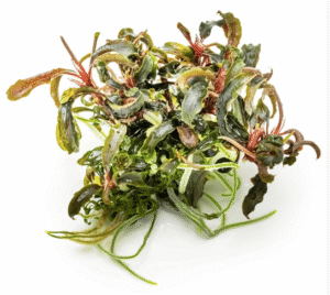 Captura de Pantalla 2025-04-11 a la(s) 17.17.10 Bucephalandra 'Kedagang'