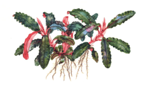 Captura de Pantalla 2025-04-11 a la(s) 17.17.16 Bucephalandra 'Kedagang'