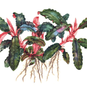 Captura de Pantalla 2025-04-11 a la(s) 17.17.16 Bucephalandra 'Kedagang'