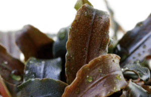 Captura de Pantalla 2025-04-11 a la(s) 17.17.39 Bucephalandra 'Kedagang'