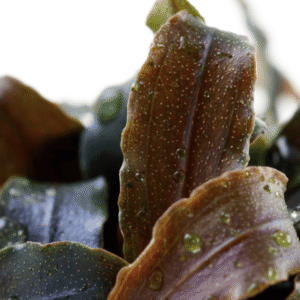 Captura de Pantalla 2025-04-11 a la(s) 17.17.39 Bucephalandra 'Kedagang'