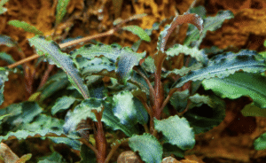 Captura de Pantalla 2025-04-11 a la(s) 17.17.46 Bucephalandra 'Kedagang'