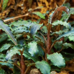 Captura de Pantalla 2025-04-11 a la(s) 17.17.46 Bucephalandra 'Kedagang'