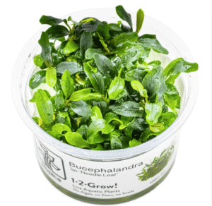 Bucephalandra Sp. 'Needle Leaf'