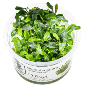 Bucephalandra Sp. 'Needle Leaf'