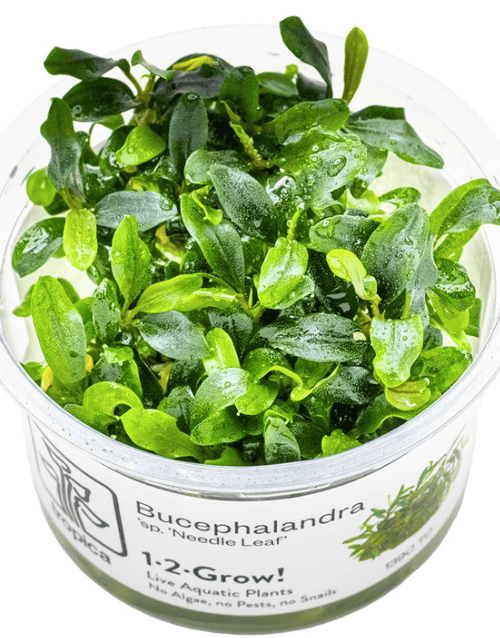 Bucephalandra Sp. 'Needle Leaf'