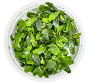 Bucephalandra Sp. 'Needle Leaf'