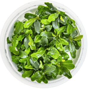 Bucephalandra Sp. 'Needle Leaf'