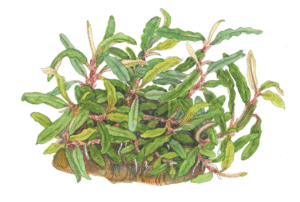 Bucephalandra Sp. 'Needle Leaf'