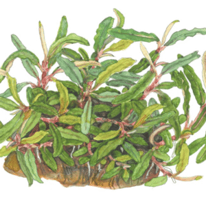 Bucephalandra Sp. 'Needle Leaf'