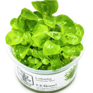 Captura de Pantalla 2025-04-11 a la(s) 17.31.31 Lobelia Cardinalis 'Mini'