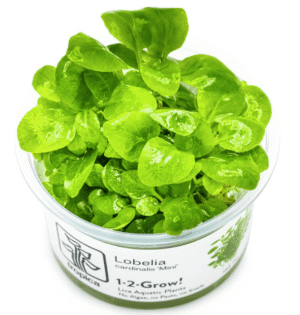 Captura de Pantalla 2025-04-11 a la(s) 17.31.31 Lobelia Cardinalis 'Mini'