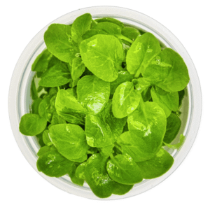 Captura de Pantalla 2025-04-11 a la(s) 17.31.39 Lobelia Cardinalis 'Mini'