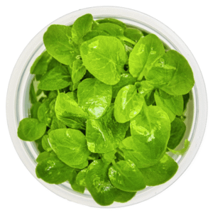 Captura de Pantalla 2025-04-11 a la(s) 17.31.39 Lobelia Cardinalis 'Mini'