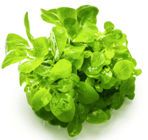 Captura de Pantalla 2025-04-11 a la(s) 17.31.45 Lobelia Cardinalis 'Mini'