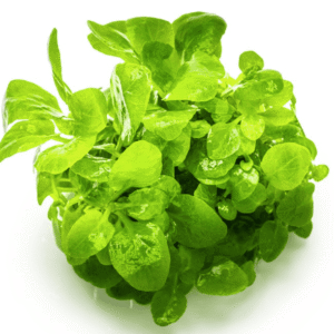 Captura de Pantalla 2025-04-11 a la(s) 17.31.45 Lobelia Cardinalis 'Mini'