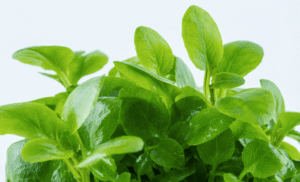 Captura de Pantalla 2025-04-11 a la(s) 17.31.52 Lobelia Cardinalis 'Mini'