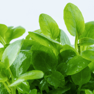 Captura de Pantalla 2025-04-11 a la(s) 17.31.52 Lobelia Cardinalis 'Mini'