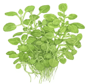 Captura de Pantalla 2025-04-11 a la(s) 17.31.58 Lobelia Cardinalis 'Mini'