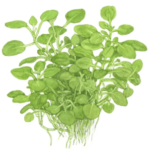 Captura de Pantalla 2025-04-11 a la(s) 17.31.58 Lobelia Cardinalis 'Mini'