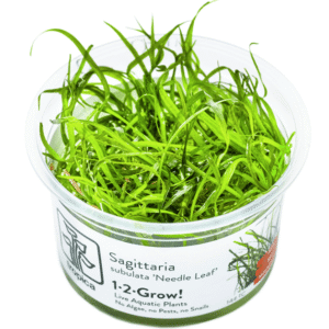 Sagittaria Subulata 'Needle Leaf'