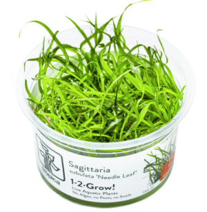 Sagittaria Subulata 'Needle Leaf'