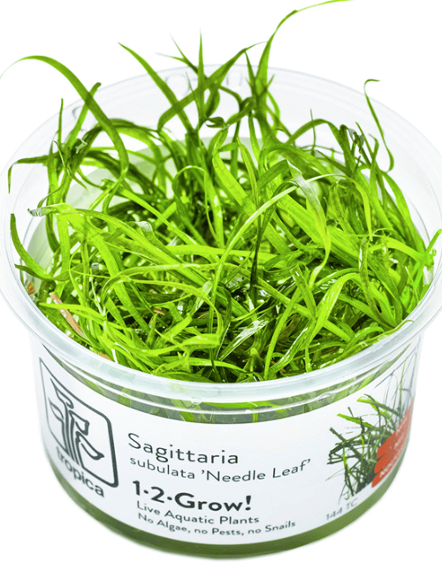 Sagittaria Subulata 'Needle Leaf'