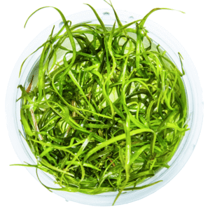 Sagittaria Subulata 'Needle Leaf'