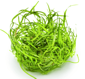 Sagittaria Subulata 'Needle Leaf'