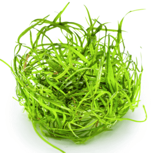 Sagittaria Subulata 'Needle Leaf'