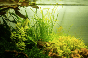 Sagittaria Subulata 'Needle Leaf'