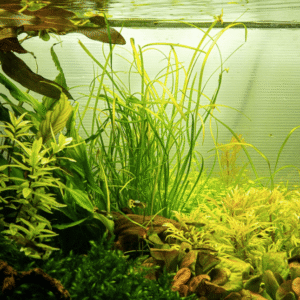 Sagittaria Subulata 'Needle Leaf'