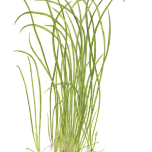 Sagittaria Subulata 'Needle Leaf'