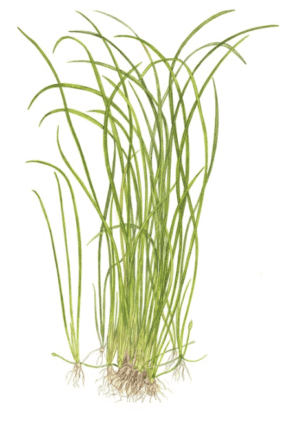 Sagittaria Subulata 'Needle Leaf'