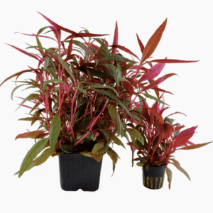 Alternanthera reineckii 'Pink'