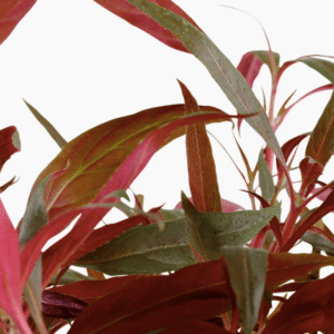 Alternanthera reineckii 'Pink'