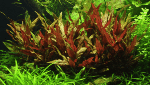 Alternanthera reineckii 'Pink'