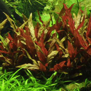 Alternanthera reineckii 'Pink'