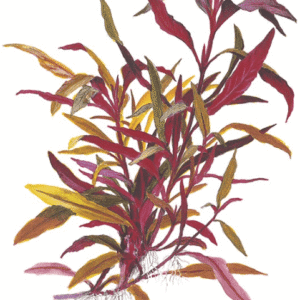 Alternanthera reineckii 'Pink'