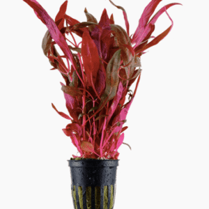 Alternanthera reineckii 'Pink'