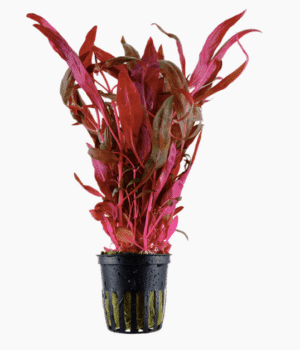 Alternanthera reineckii 'Pink'