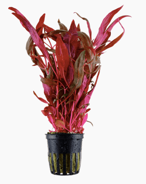 Alternanthera reineckii 'Pink'