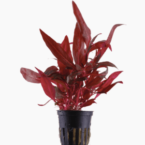 Alternanthera Reineckii 'Rosanervig'